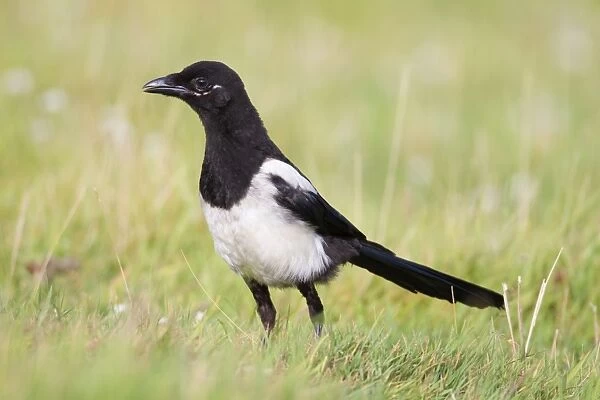 Magpie - young - Cornwall - UK