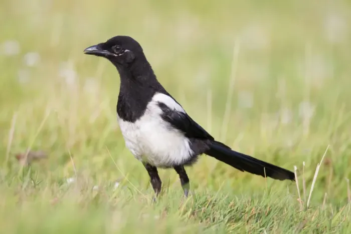 Framed Print : Magpie - young - Cornwall - UK Framed Print : Magpie - young - Cornwall - UK