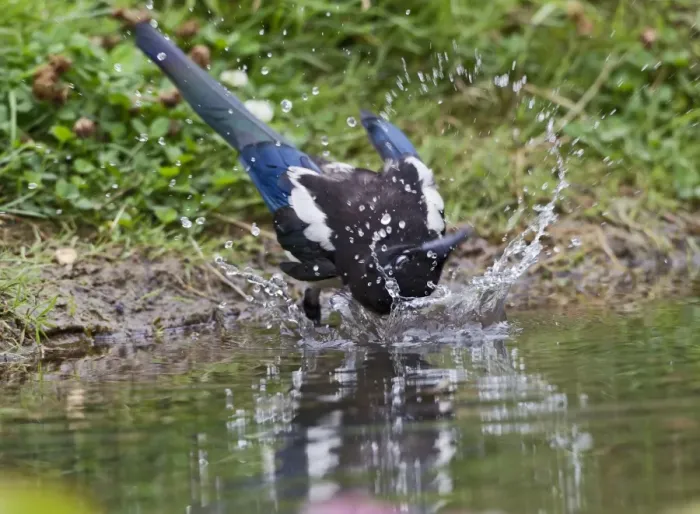 Framed Print : Magpie - youngster bathing - Bedfordshire UK 11051 Framed Print : Magpie - youngster bathing - Bedfordshire UK 11051
