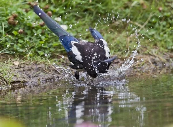 Magpie - youngster bathing - Bedfordshire UK 11051