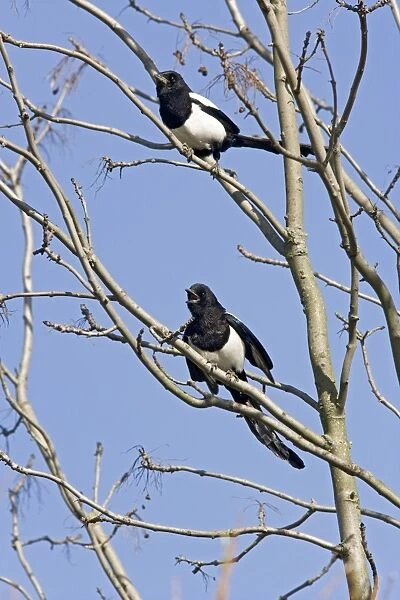 Magpies – 2 in tree against sky Bedfordshire UK 003544