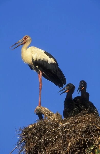 Maguari Stork At with 2 young, South America