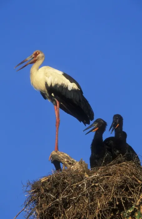 Framed Print : Maguari Stork At with 2 young, South America Framed Print : Maguari Stork At with 2 young, South America
