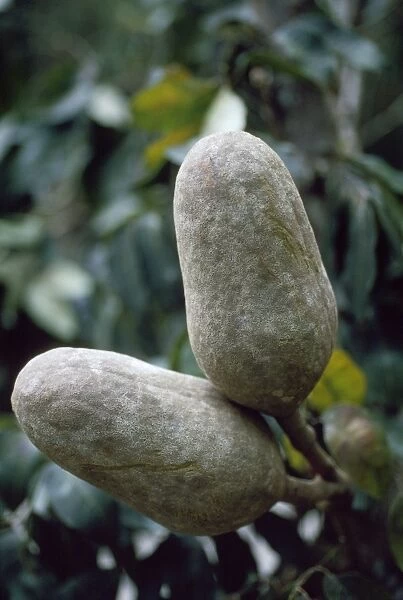 Mahogany Tree fruit  /  seed pod - close up of pods in canopy Amazonia Brazil South America