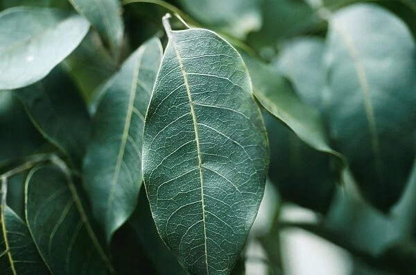 Mahogany Tree NG 977 Close up of leaf Amazonia Brazil, South America. © Nick Gordon  /  ARDEA LONDON