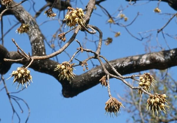 Mahua  /  Honey Tree  /  Madhuka  /  Mohwa Flowers - Used for medicinal purposes and to make alcoholic drinks - Madhya Pradesh, India