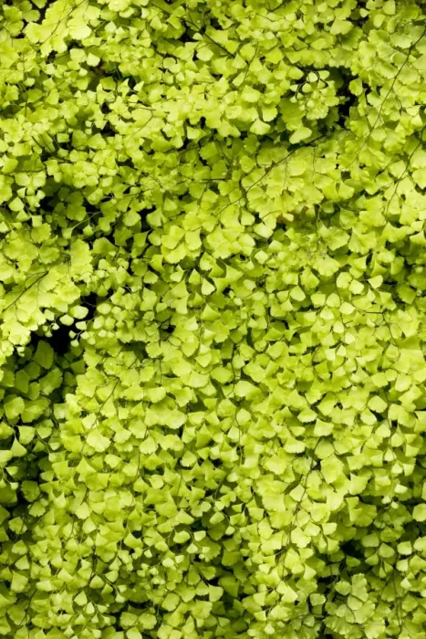 Framed Print : Maidenhair Fern (Adiantum capillus-veneris) growing by a spring, Andalucia, South-west Spain Framed Print : Maidenhair Fern (Adiantum capillus-veneris) growing by a spring, Andalucia, South-west Spain
