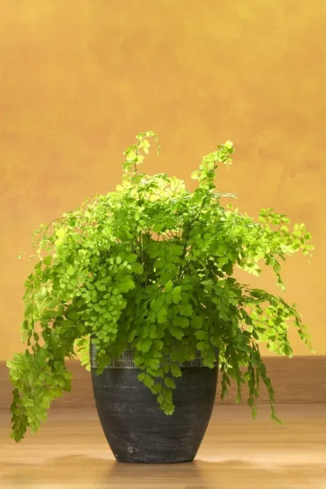 Framed Print : Maidenhair fern House plant Framed Print : Maidenhair fern House plant