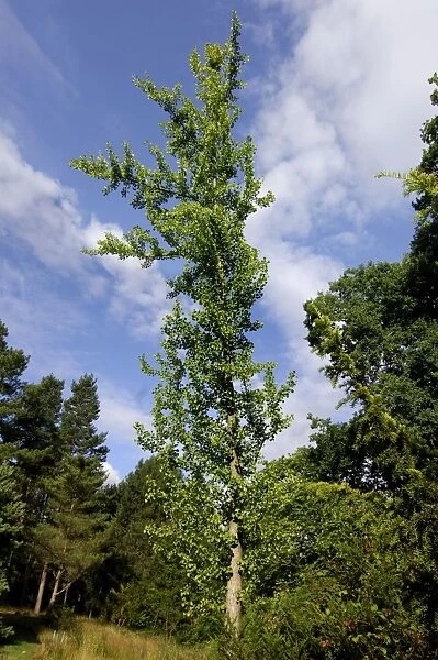 Maidenhair Tree - Bedgebury Pinetum, Goudhurst, Kent, UK. August. This example is typical of the female tree grown in Britain, being tall and narrow