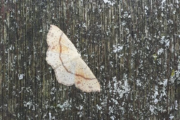 Maiden's Blush Moth - Essex, UK IN000734