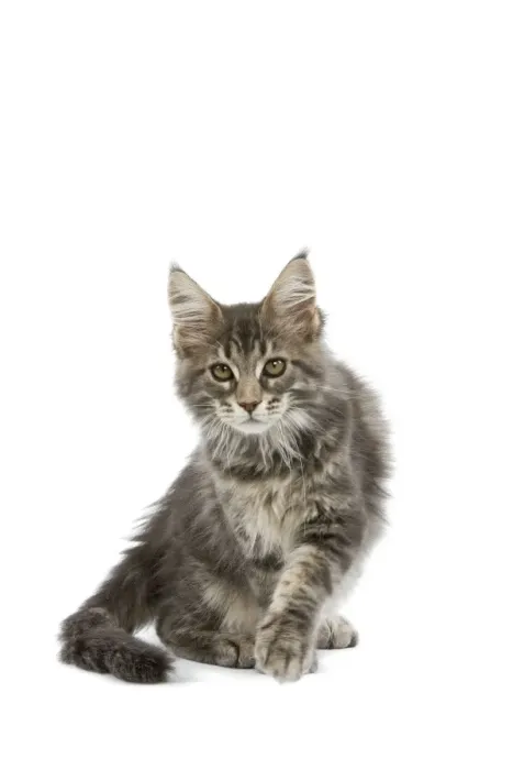 Framed Print : Maine Coon - blue tabby Framed Print : Maine Coon - blue tabby