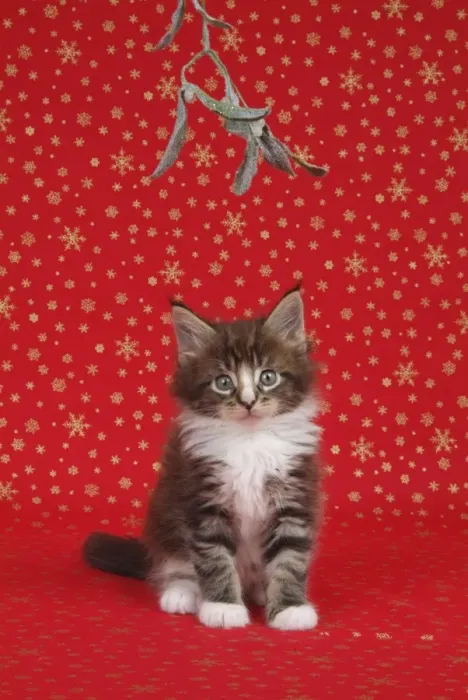 Framed Print : Maine Coon Cat - 7 week kitten under mistletoe Framed Print : Maine Coon Cat - 7 week kitten under mistletoe