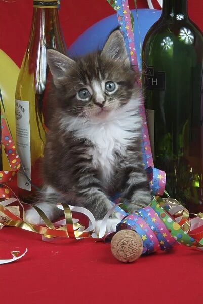 Maine Coon Cat - 7 week kitten in party setting