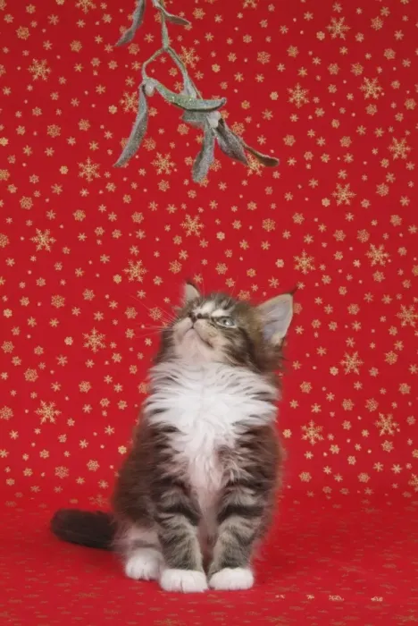 Framed Print : Maine Coon Cat - 7 week old kitten under mistletoe Framed Print : Maine Coon Cat - 7 week old kitten under mistletoe