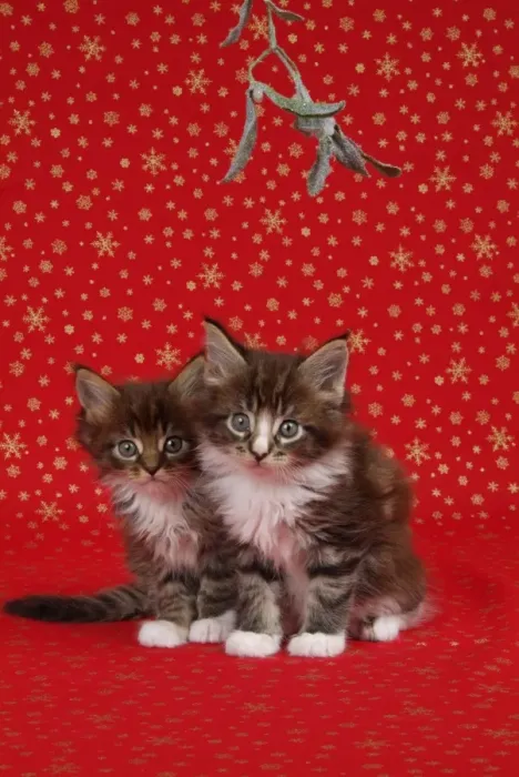 Framed Print : Maine Coon Cat - Two 7 week old kittens under mistletoe Framed Print : Maine Coon Cat - Two 7 week old kittens under mistletoe