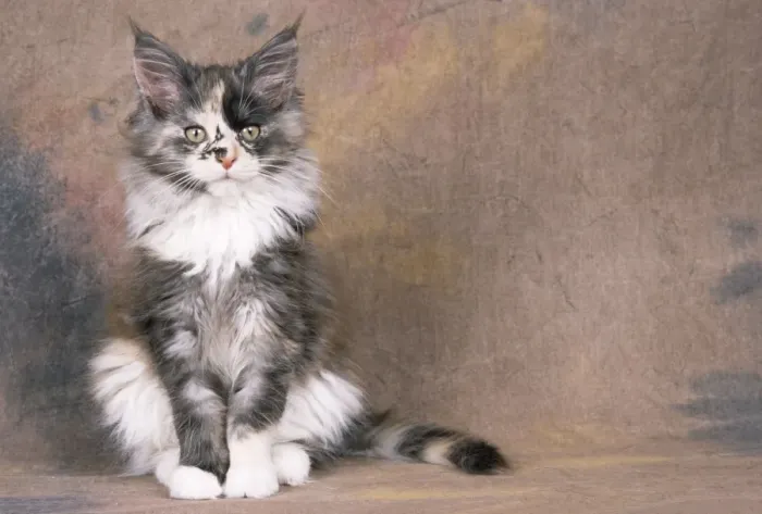 Framed Print : Maine Coon Cat - kitten sitting Framed Print : Maine Coon Cat - kitten sitting