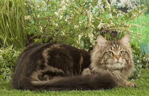 Maine Coon Cat outside in the garden