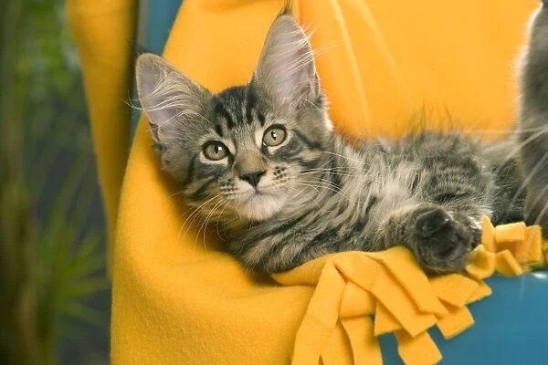 Maine Coon Cat - relaxing