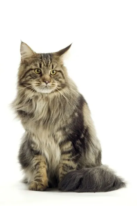 Framed Print : Maine Coon Cat - Sitting down Framed Print : Maine Coon Cat - Sitting down