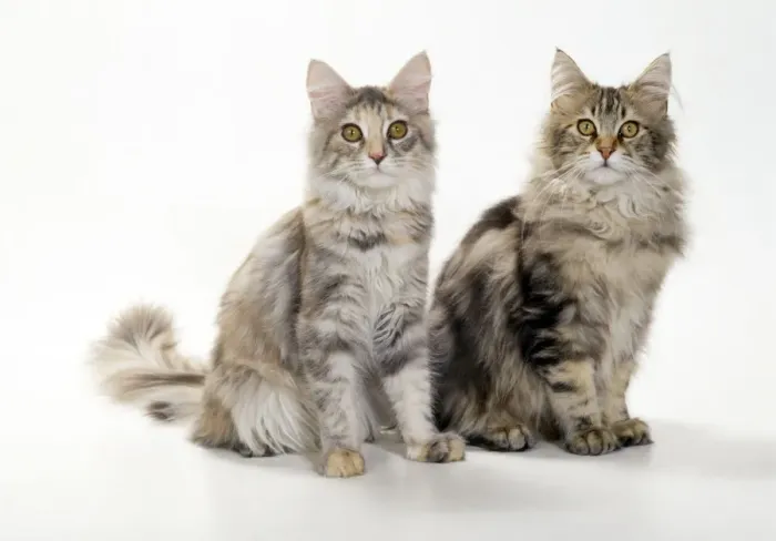 Framed Print : Maine Coon Cats - kittens 4 months old Framed Print : Maine Coon Cats - kittens 4 months old