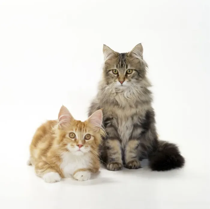 Framed Print : Maine Coon Cats - kittens 4 months old Framed Print : Maine Coon Cats - kittens 4 months old