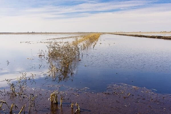 Maize (Corn) fields flooded in winter for Cranes, Swans and other birds, Staten Island, Sacramento Delta, north California