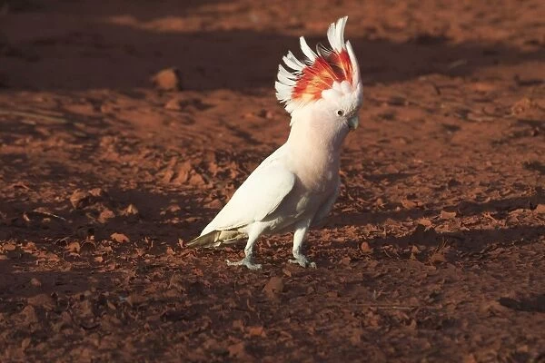 Major Mitchell's Cockatoo - Approaching a pool to drink at dawn At Lajamanu an aboriginal community on the edge of the Tanami Desert, Northern Territory, Australia. Endemic to Australia
