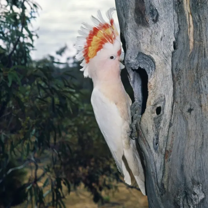 Framed Print : Major Mitchell's Cockatoo - with crest up Framed Print : Major Mitchell's Cockatoo - with crest up