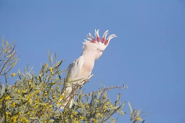 Major Mitchell's Cockatoo - Near Finke, south of Alice Springs, Northern Territory, Australia