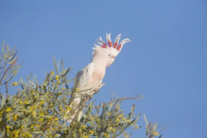 Framed Print : Major Mitchell's Cockatoo - Near Finke, south of Alice Springs, Northern Territory, Australia