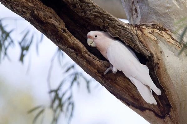 Major Mitchell's Cockatoo At its nest site at the Palm Valley camping ground, Northern Territory, Australia