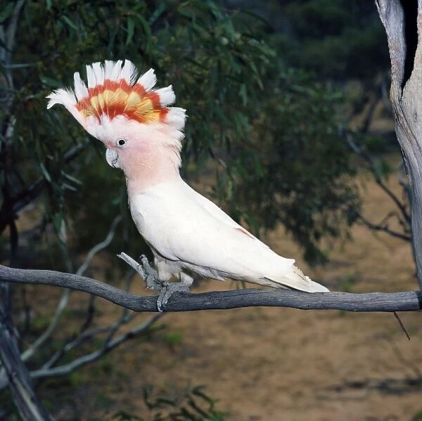 Major Mitchell's Pink Cockatoo - female Australia