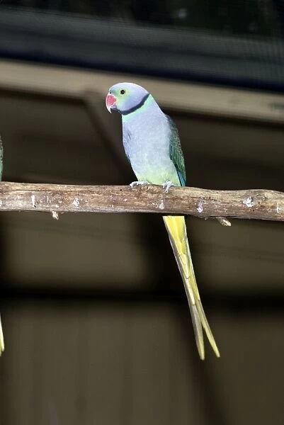 Malabar Parakeet - male