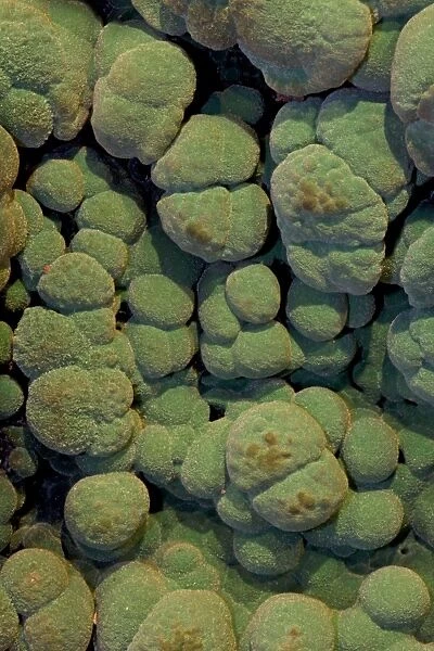 Malachite Close-up - Arizona USA