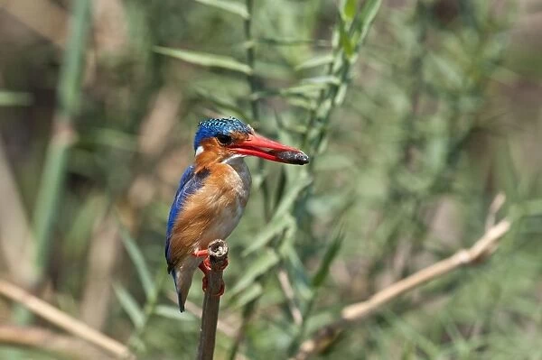 Malachite Kingfisher - with fish in bill - Okavango River - Botswana