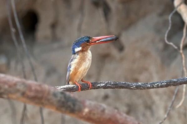 Malachite Kingfisher - with fish in bill - perched on thin branch - Okavango River - Botswana