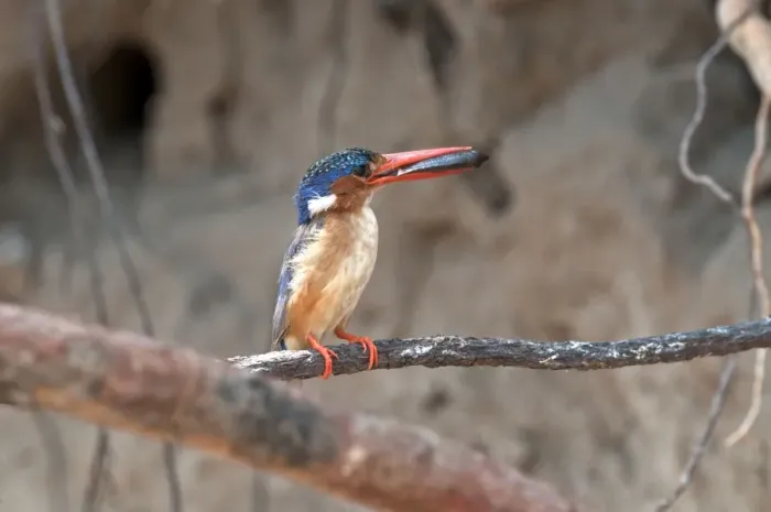 Framed Print : Malachite Kingfisher - with fish in bill - perched on thin branch - Okavango River - Botswana