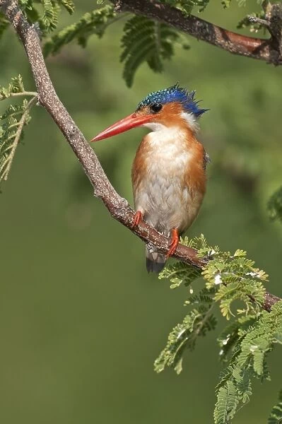 Malachite Kingfisher - perched branch - Okavango River - Botswana