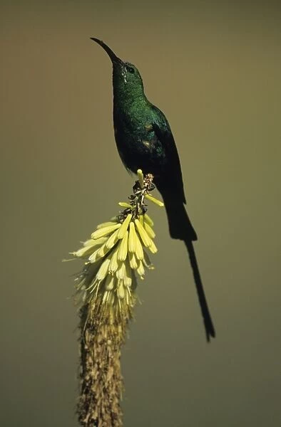 Malachite Sunbird - Perched on flower