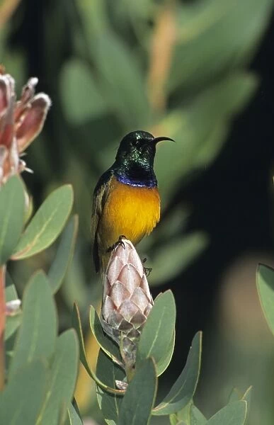 Malachite Sunbird - Perched on flower - South Africa