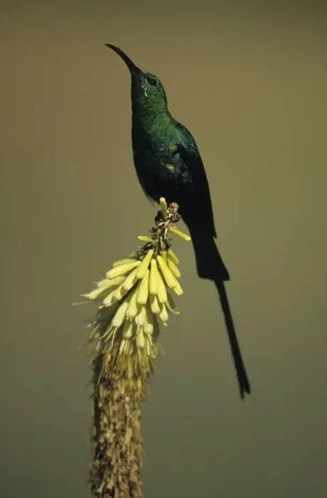 Framed Print : Malachite Sunbird - Perched on flower - South Africa Framed Print : Malachite Sunbird - Perched on flower - South Africa