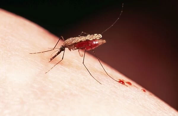 Malaria Mosquito excreting blood plasma
