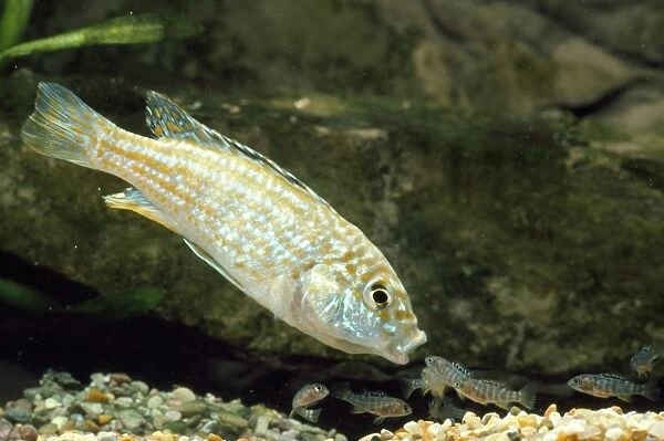 Malawi Fish - female - collecting fry in her mouth