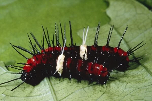 Malay Lacewing Butterfly Larvae stage
