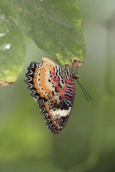 Malay Lacewing Butterfly - resting, showing underside of wings, Emmen, Holland
