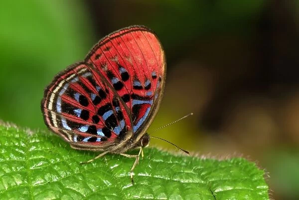 Malay Red Harlequin - Danum Valley Conservation Area - Sabah - Borneo - Malaysia