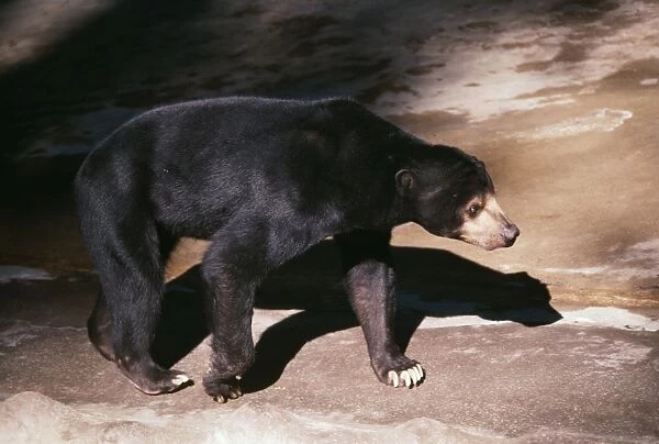 Malaya Sun Bear