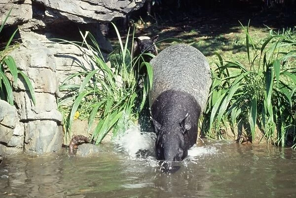 Malayan  /  Asian Tapir - with young - entering water