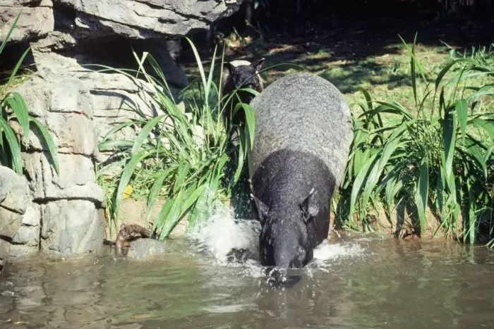 Framed Print : Malayan / Asian Tapir - with young - entering water Framed Print : Malayan / Asian Tapir - with young - entering water
