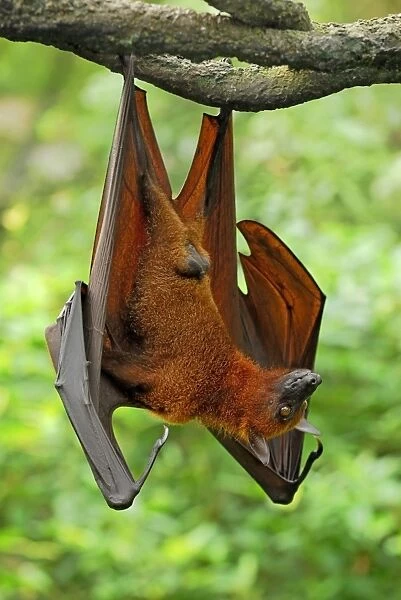 Malayan Flying Fox - hanging from branch - Malaysia